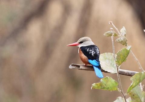 ハイガシラショウビン5