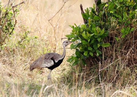 クロハラチュウノガン2
