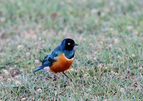 ツキノワテリムク2