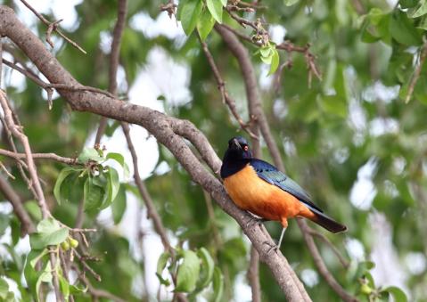 チャバラテリムク4