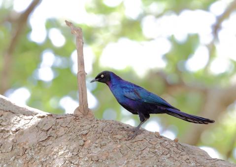 コオナガテリムク1