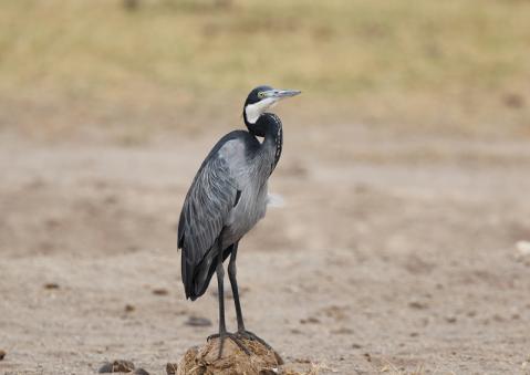 ズグロアオサギ1