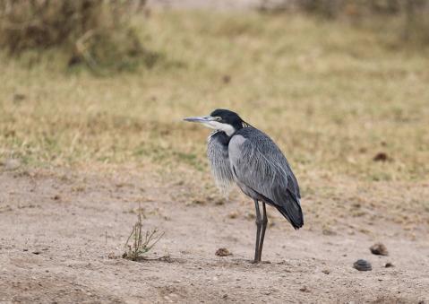 ズグロアオサギ2