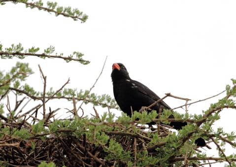 アカハシウシハタオリ4