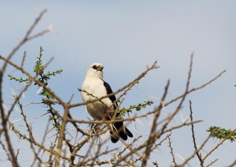 シロガシラウシハタオリ2