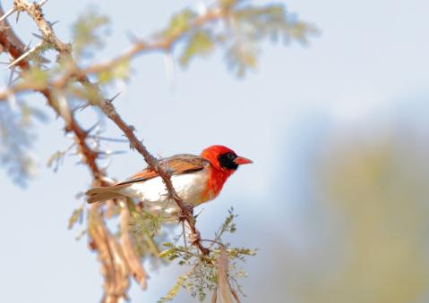 アカガシラモリハタオリ2