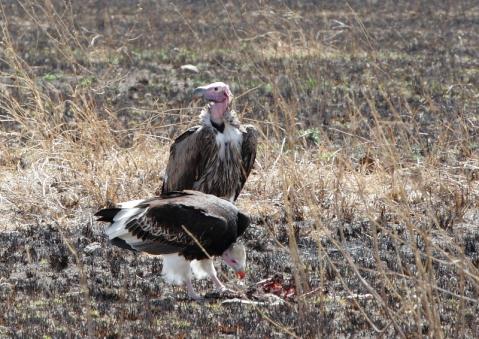 カオジロハゲワシ4