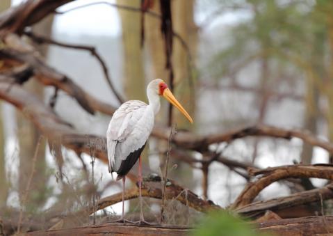 アフリカトキコウ2