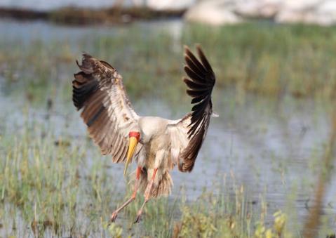 アフリカトキコウ7