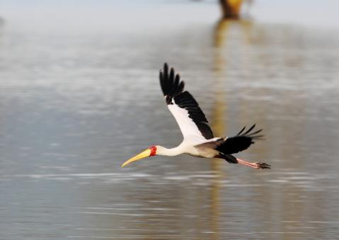 アフリカトキコウ15