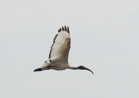 アフリカクロトキ9