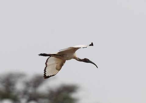 アフリカクロトキ10