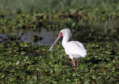 アフリカヘラサギ1