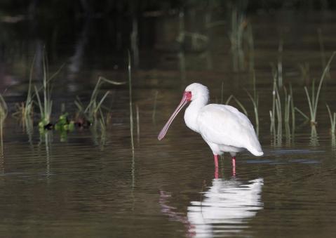 アフリカヘラサギ3