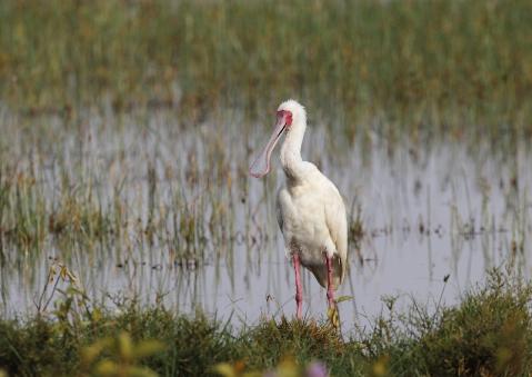 アフリカヘラサギ6