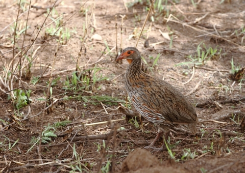 アカノドシャコ2