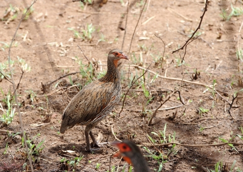 アカノドシャコ3