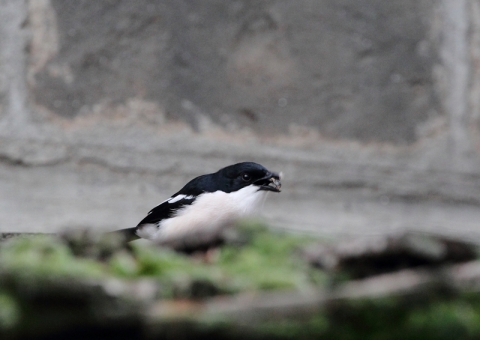 スズゴエヤブモズ2