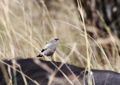 トサカムクドリ1