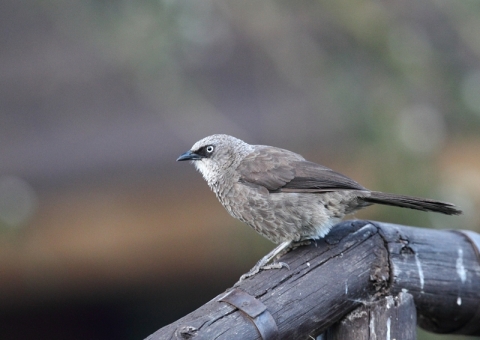 ハナグロモリチメドリ1