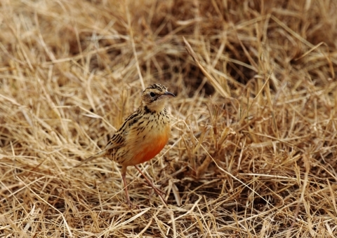 チャイロヤブヒバリ1