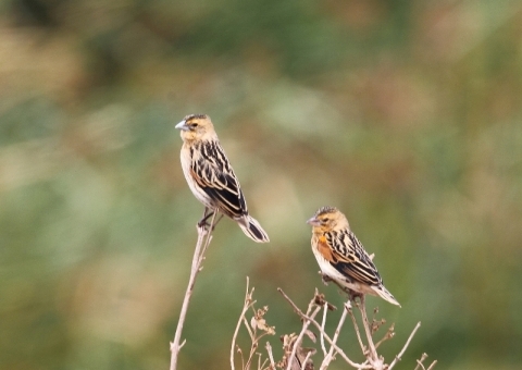 アカガタホウオウジャク1