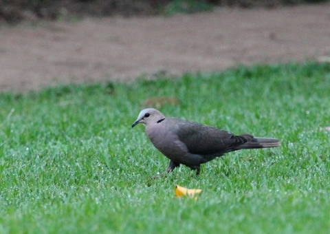 アフリカジュズカケバト10