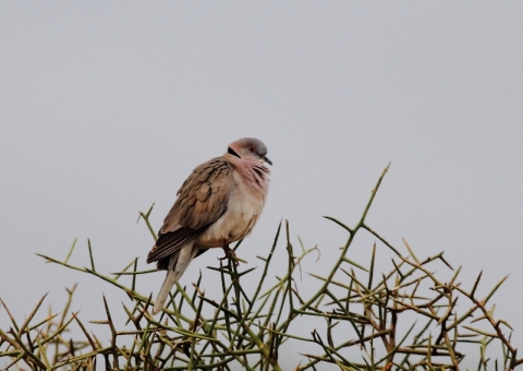 アカメジュズカケバト<br>2