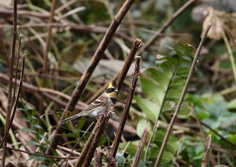 ミヤマホオジロ5