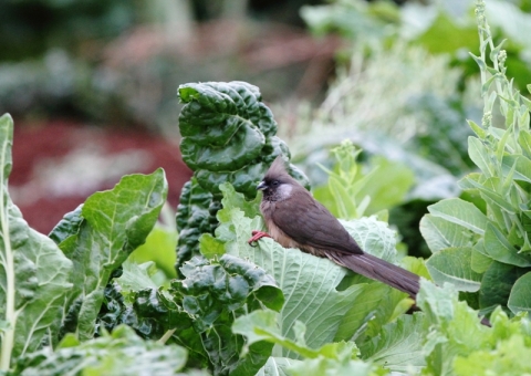 チャイロネズミドリ5