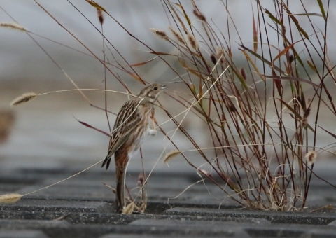 シラガホオジロ7