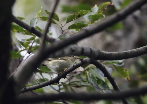 キマユムシクイ3