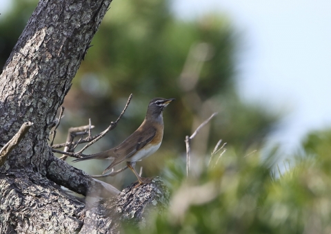 マミチャジナイ1