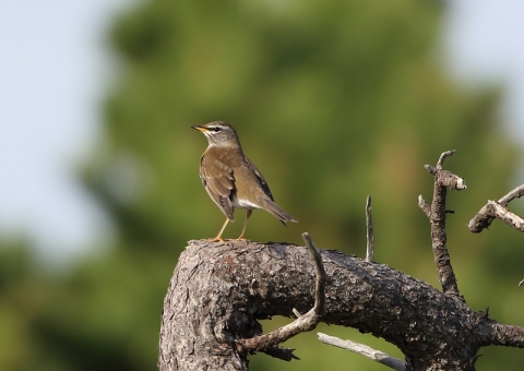 マミチャジナイ3