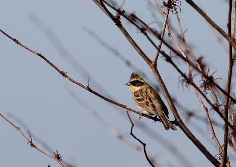 ミヤマホオジロ1