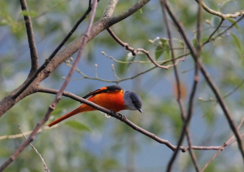 ベニサンショウクイ3