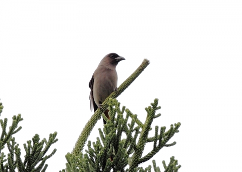 タイワンオナガ5