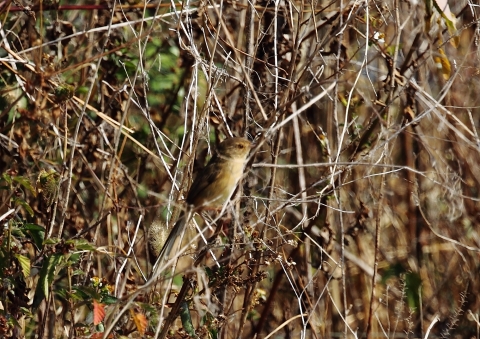 マミハウチワドリ2