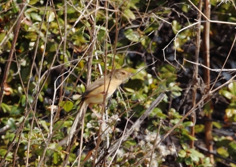 マミハウチワドリ4