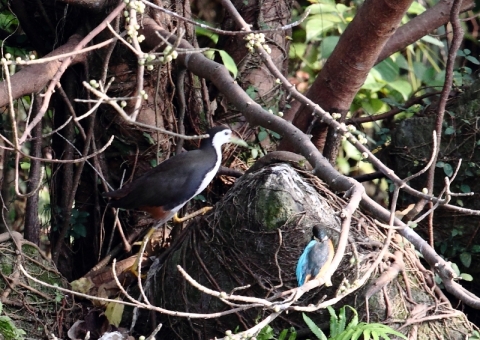 シロハラクイナ4