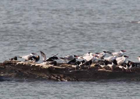 オニアジサシとミヤコドリ2
