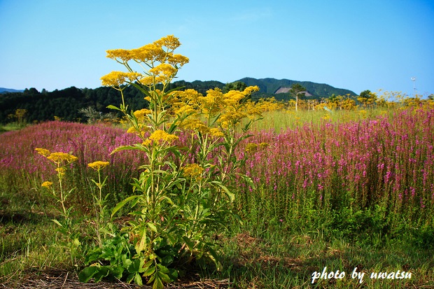 オミナエシとミソハギ