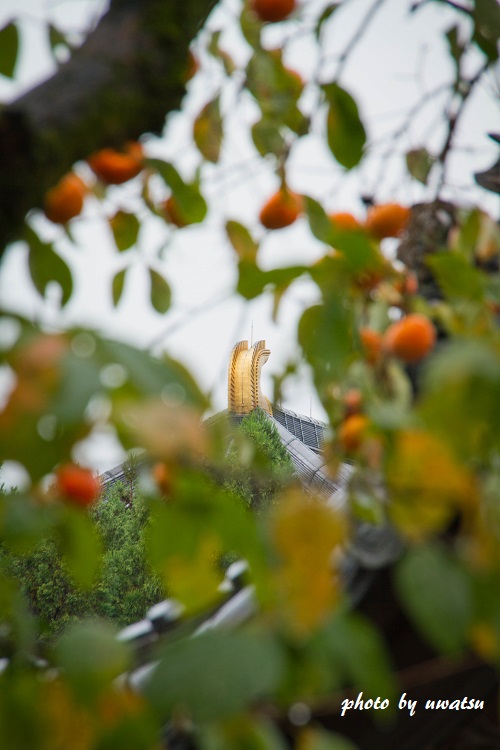 2月堂裏参道 (2)