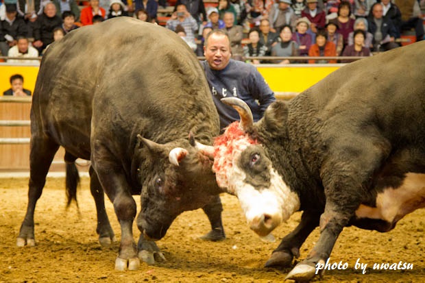 宇和島闘牛