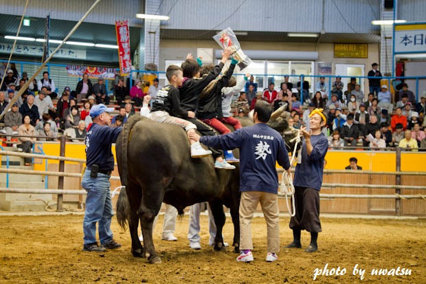 宇和島闘牛