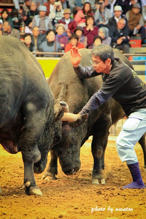 宇和島闘牛