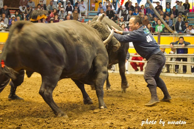 宇和島闘牛