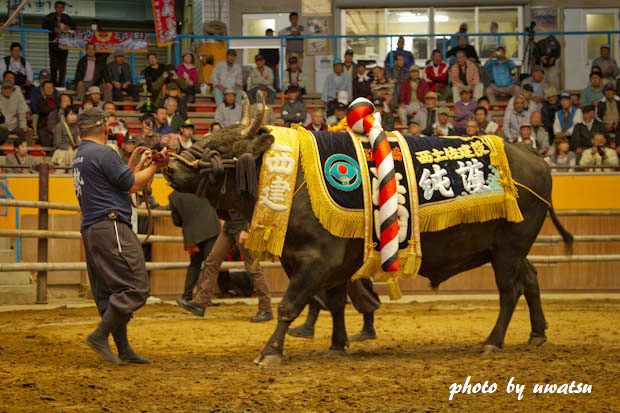 宇和島闘牛