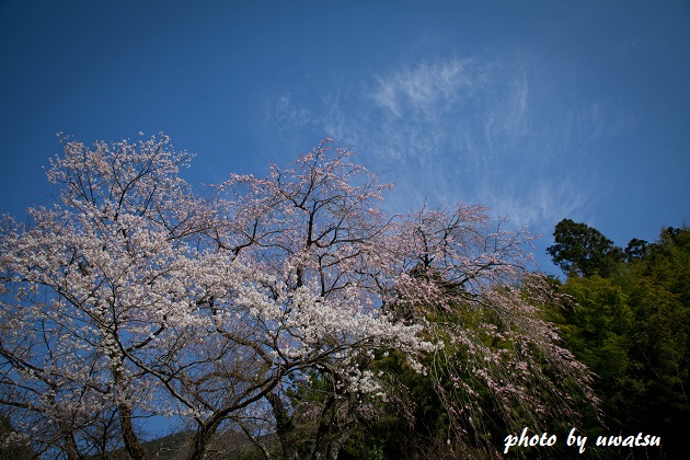 小倉のしだれ桜