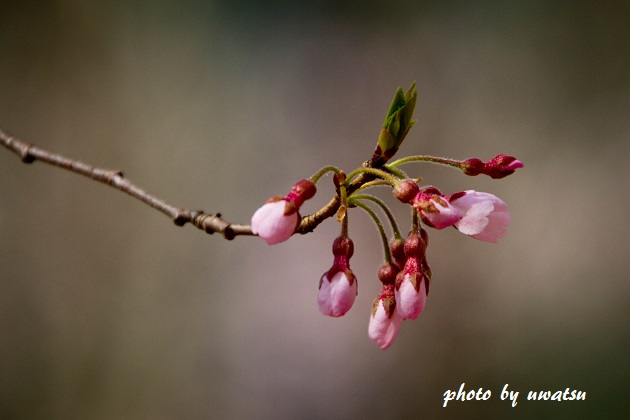 ひょうたん桜 (2)